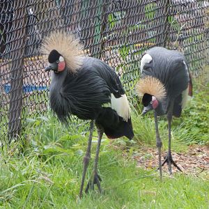 Western black crowned cranes 130624