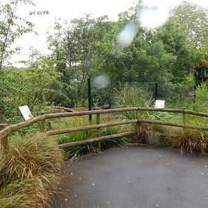 Maned wolf exhibit 130624