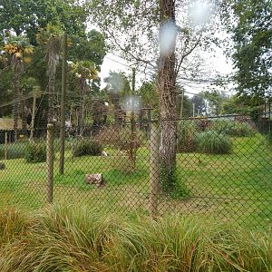 Roseate spoonbill exhibit 130624