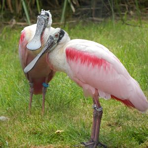 Roseate spoonbills 130624