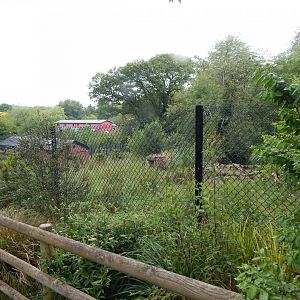 Maned wolf exhibit 130624