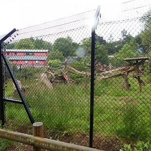 Mandrill exhibit 130624