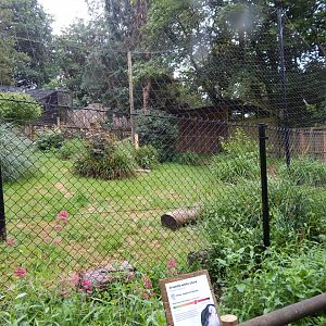 Oriental white stork exhibit 130624
