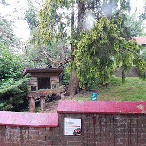 Nepalese red panda exhibit 130624