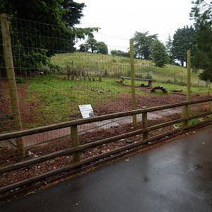 Collared peccary exhibit 130624