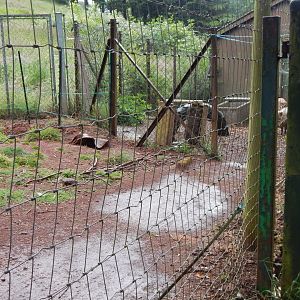 Collared peccary exhibit 130624