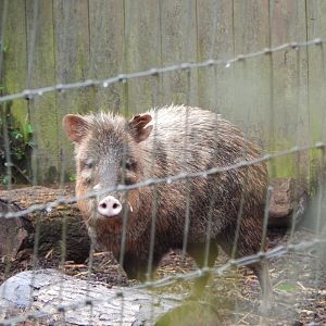 Collared peccary 130624