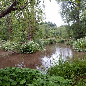 Black howler monkey exhibit 130624