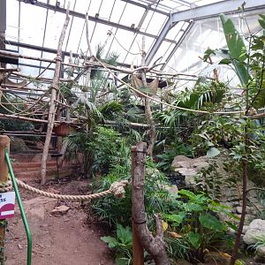 Linnaeus' two-toed sloth exhibit 130624