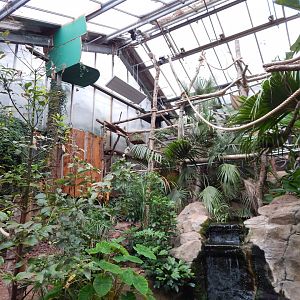 Linnaeus' two-toed sloth exhibit 130624