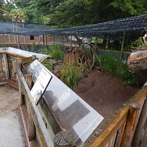 Dwarf mongoose exhibit 130624