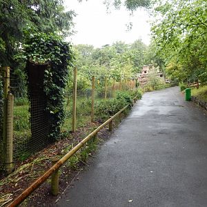 KIrk's dik-dik exhibit 130624