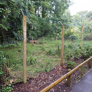 Kirk's dik-dik exhibit 130624