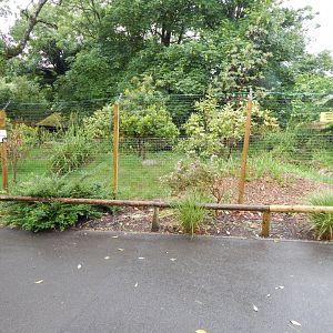 Kirk's dik-dik exhibit 130624