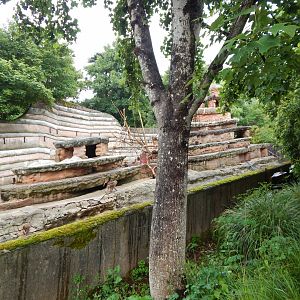 Hamadryas baboon exhibit 130624