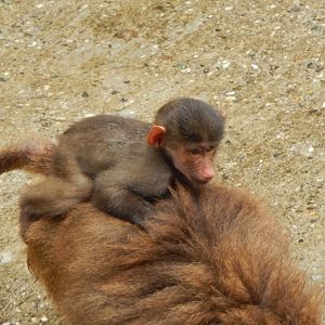 Hamadryas baboon juvenile 130624