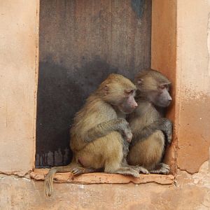 Hamadryas baboons 130624