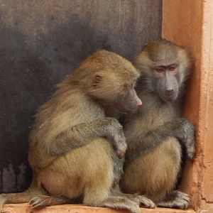 Hamadryas baboons 130624