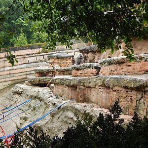 Hamadryas baboon exhibit 130624