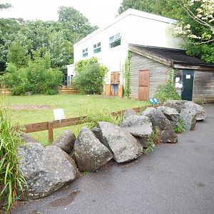 Aldabra giant tortoise exhibit 130624