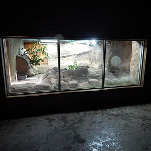 Aldabra giant tortoise exhibit 130624