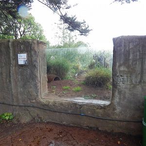 Meerkat exhibit 130624