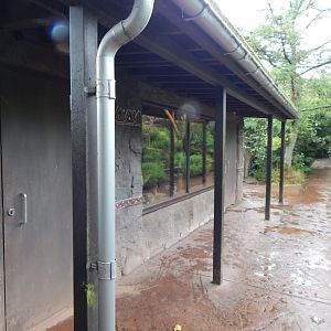 Meerkat exhibit 130624