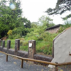Meerkat exhibit 130624