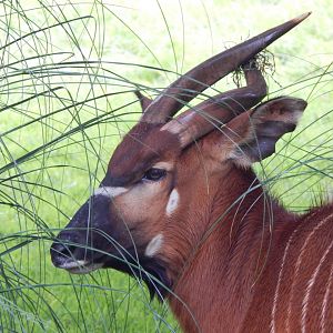 Eastern bongo 130624
