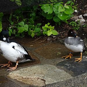 Eurasian goldeneye (Bucephala clangula clangula) male and female