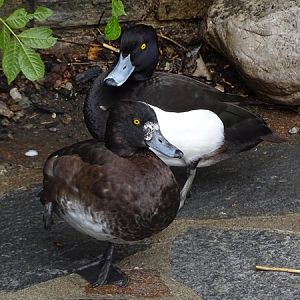 Tufted duck (Aythya fuligula) male and female