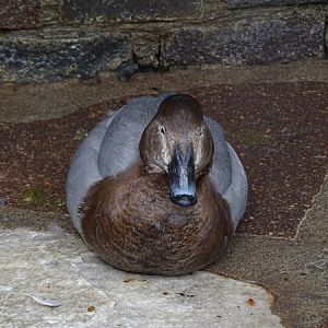 Female common pochard (Aythya ferina)