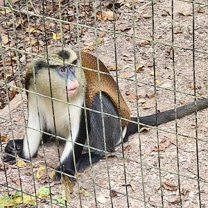 Zoosiana - Mona Monkey sitting