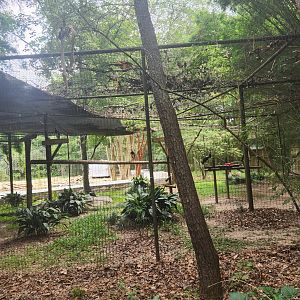 Zoosiana - Abdim Stork exhibit