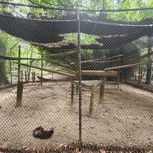 Zoosiana - Mexican Spider Monkey enclosure