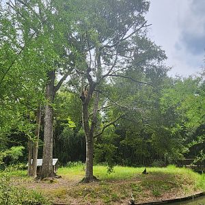 Zoosiana - Lar Gibbon island