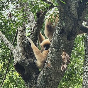 Zoosiana - Lar Gibbons