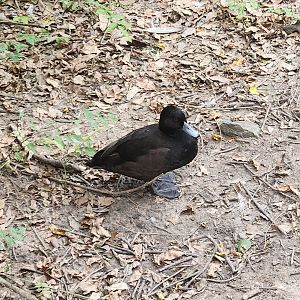 Zoosiana - Southern Pochard?