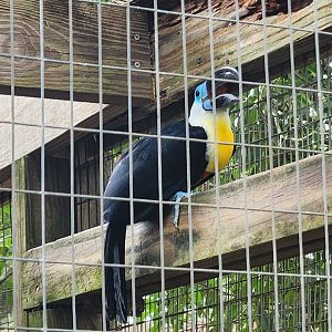 Zoosiana - Channel-billed Toucan