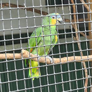 Zoosiana - Amazona amazonica?