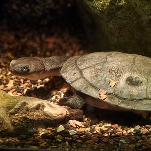 Roti Snake-necked Turtle (Chelodina mccordi)