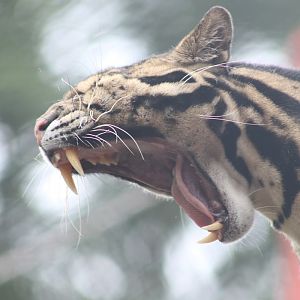 Clouded Leopard (Neofelis nebulosa)