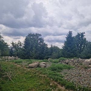 Dall sheep enclosure