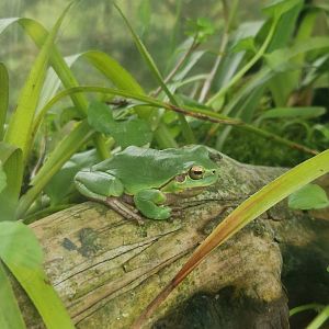 European tree frog