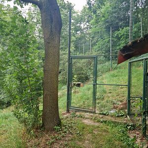 View of Canadian lynx enclosure