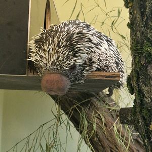 Brazilian porcupine