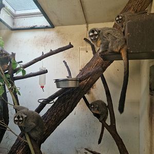 Bolivian night monkeys