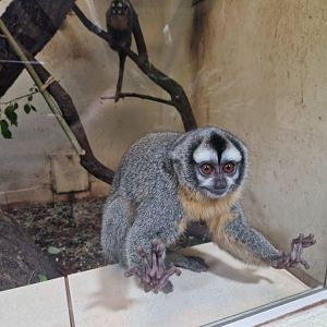 Bolivian night monkey