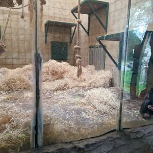 Chimpanzee indoor enclosure
