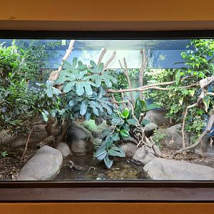 Mitchell's water monitor enclosure
